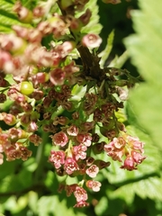 Ribes petraeum