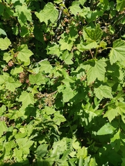 Ribes petraeum
