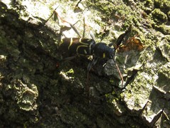 Xylotrechus antilope