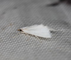 Leptosteges vestaliella