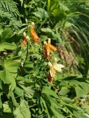 Lathyrus laevigatus laevigatus