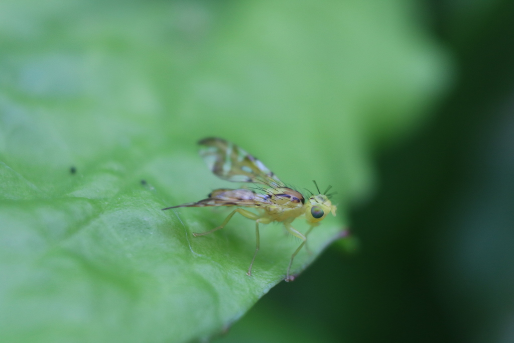 Strauzia vittigera