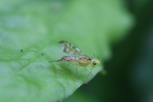 Strauzia vittigera