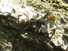 Xylotrechus antilope
