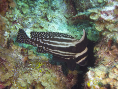 Eques punctatus