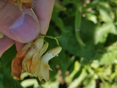 Lathyrus laevigatus laevigatus