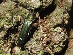 Agrilus biguttatus