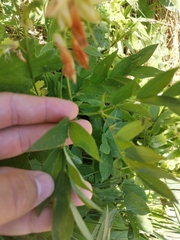 Lathyrus laevigatus laevigatus