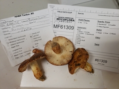 Russula mutabilis