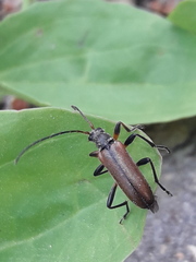 Cortodera femorata