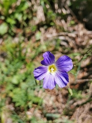 Linum julicum