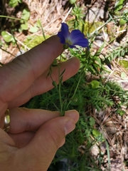 Linum julicum