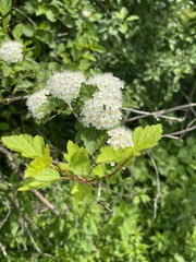 Physocarpus intermedius