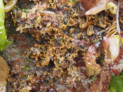 Primavelans insculpta