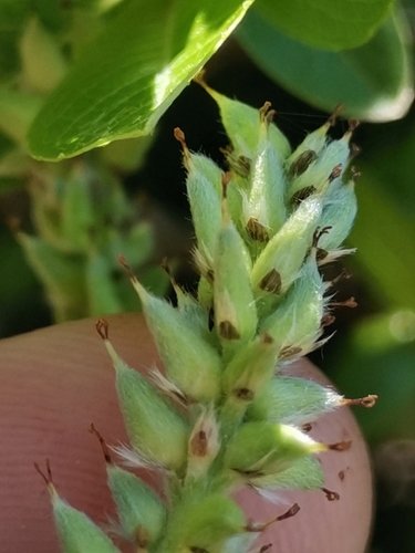 Image of Salix waldsteiniana by (c) Ljaž, some rights reserved (CC BY)