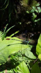 Erpetogomphus ophibolus