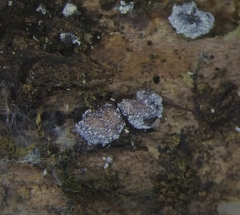 Diderma rufostriatum