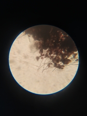 Diderma rufostriatum