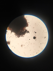 Diderma rufostriatum