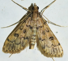 Dolicharthria bruguieralis