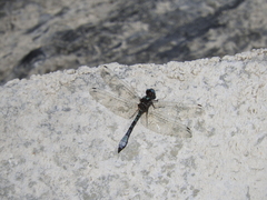 Macrothemis pseudimitans