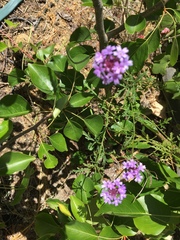 Glandularia lilacina