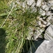 Carex kitaibeliana - Photo (c) Ljaž, some rights reserved (CC BY), uploaded by Ljaž