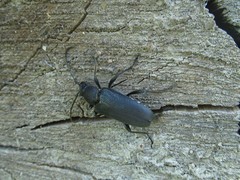 Stictoleptura scutellata