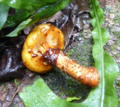 Pholiota glutinosa