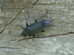 Stictoleptura scutellata