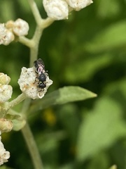 Hylaeus modestus