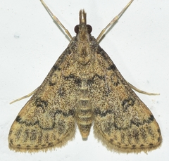 Dolicharthria bruguieralis