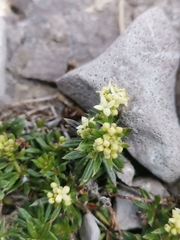 Galium noricum