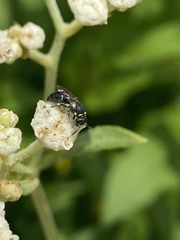 Hylaeus modestus