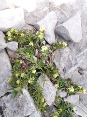 Galium noricum