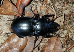 Pasimachus sublaevis