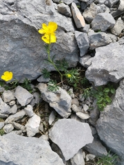 Ranunculus carinthiacus
