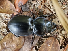 Pasimachus sublaevis