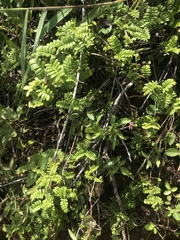 Osteomeles anthyllidifolia