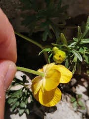 Ranunculus carinthiacus