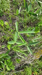 Trifolium montanum