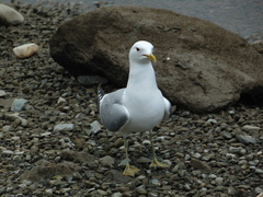 Larus canus