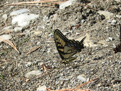 Papilio alexiares garcia