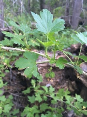 Ribes montigenum