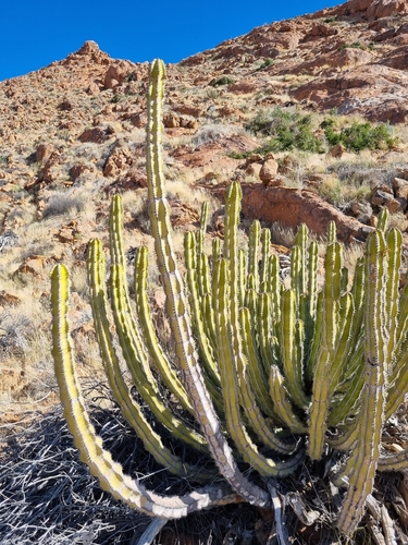 Euphorbia avasmontana image