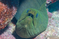 Gymnothorax funebris