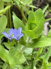 Bacopa caroliniana