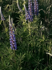 Lupinus polyphyllus