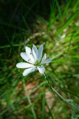 Stellaria palustris