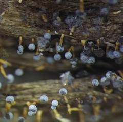 Physarum leucophaeum